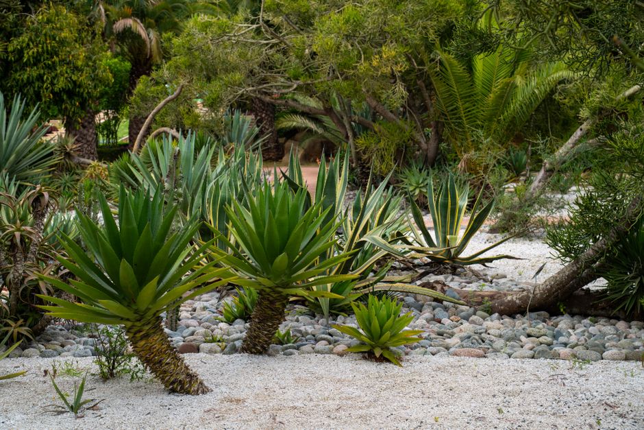 Groene hangplanten creëren tropische zomertuin sfeer.