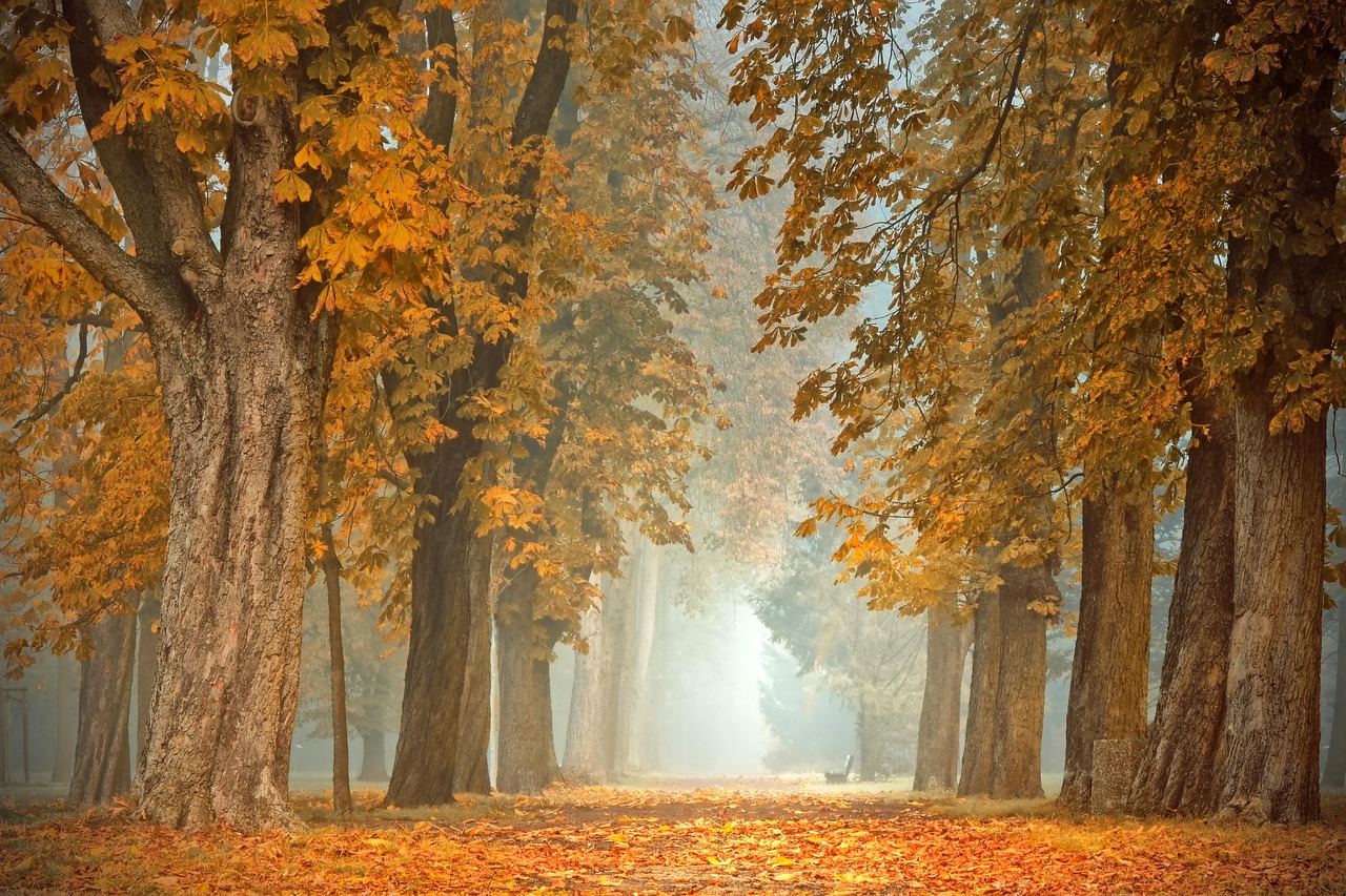 Gezellige rolgordijnen met warme herfstkleuren. Gezellige rolgordijnen met warme herfstkleuren.