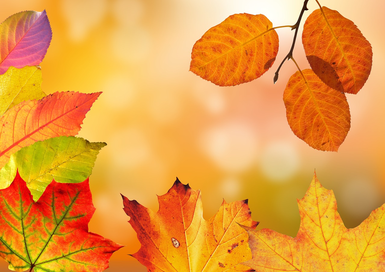 Border vol warme herfstkleuren en diverse planten. Border vol warme herfstkleuren en diverse planten.